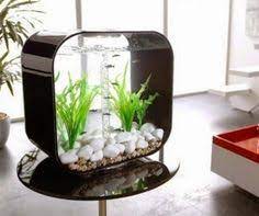 Aquarium mini dari pipa pvc | aquarium unik ikan hias cupang. 8 Ide Akuarium Unik Akuarium Aquarium Ikan Aquarium