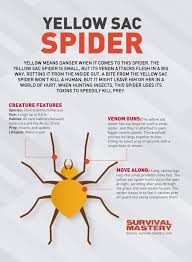 Image result for yellow sac spider bite skin