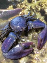 Petrolisthes Manimaculis In 2020 Crab Ocean Creatures Monster Fishing