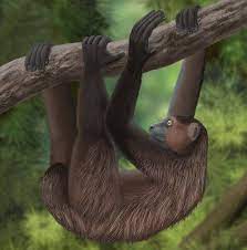 Only Known Drawing Of Extinct Giant Sloth Lemur Found In Cave Extinction Giant Sloth Extinct Animals