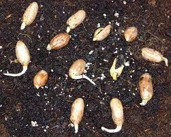 Grow Your Own Peanuts Peanut Germination From Store Bought Raw Peanuts Regrow Vegetables Survival Gardening Growing Vegetables