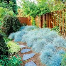 Image result for Festuca