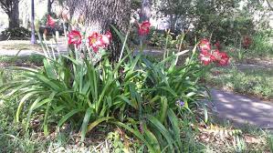 Amaryllis Outdoors In Florida Small Japanese Garden Tropical Garden Amaryllis