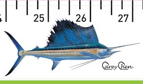 sailfish release ruler release ruler