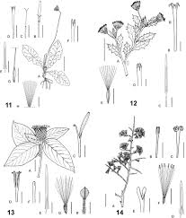 Image result for Pleiotaxis pulcherrima