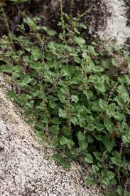 Image result for Equilabium selukwense