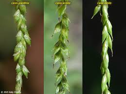 Image result for Oxyrhachis gracillima