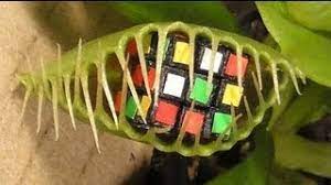 Venus fly trap are a hard band to pigeon hole taking their influences from a myriad of sources try velvet underground, bowie, kraftwerk, bauhaus, joy division, sisters of mercy, nin, roxy music, goldfrapp, doors. Enormous Venus Fly Trap Eats 3 Rubik S Cubes Youtube