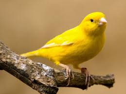 Canario Da Terra O Que Come Question Of The Day Is God Real Canary Birds Yellow Bird Pet Birds