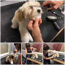 245 likes · 298 were here. Elite Canine 62 Photos 81 Reviews Pet Groomers 2070 San Ramon Valley Blvd San Ramon Ca Phone Number Yelp