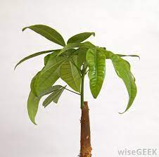 A Money Tree Plant Is A Type Of Bonsai Tree Extremely Popular In Asia Money Tree Plants Are Considered Good Money Tree Plant Bonsai Tree Types Trees To Plant