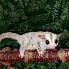 Varian ini masuk dalam gen resesif. Platinum Sugar Gliders Sugar Glider Mastery The Pet Glider