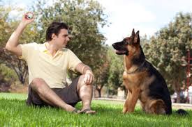 Maybe you would like to learn more about one of these? Seizure Alert Dogs Seizure Assistance Dogs Seizure Response Dogs