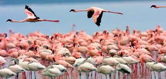 Top Birding Destinations in Kenya- Journeys Uganda!