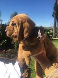 Greenfield puppies has puppies for sale in pa! Bloodhound Puppies For Sale In Texas Review At Puppies Api Ufc Com