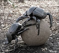 Le Scarabee Bousier Marche Droit Grace A La Voie Lactee Scarabee Insectes La Voie Lactee