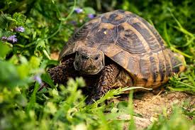 In der wohnung kannst du nur kleinbleibende wasserschildkröten oder tropische landschildkröten halten. Gepanzerte Tiere Im Garten Europaische Landschildkroten Tiierisch De Magazin