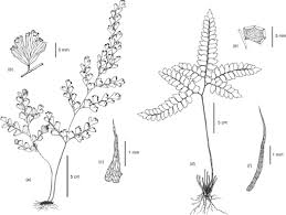 Image result for Adiantum soboliferum