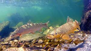 Brown Trout And Brook Trout Photos Fish Eye Guy Photography Brook Trout Brown Trout Trout