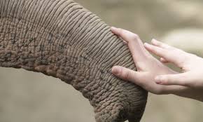 Are Zoos A Good Thing Learnenglish Teens British Council