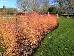 Image result for Cornus