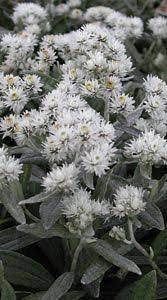 Likes a sunny spot in the garden. Anaphalis Triplinervis Silberregen Perlkorbchen Silberimmortelle Pflegeleichte Pflanzen Bluhende Pflanzen Garten Pflanzen