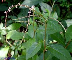 Image result for Petiveriaceae