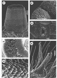 Image result for Virectaria major