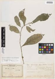 Image result for Dorstenia psilurus