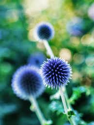 The stems are topped with terminal racemes of tubular flowers in shades of light to dark blue that bloom from july to september. Blue Flowering Plants 15 Easy To Grow Perennials And Shrubs With Beautiful Blue Flowers Gardening From House To Home