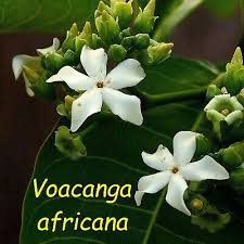 Image result for Voacanga africana
