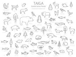 The taiga (sometimes called the boreal biome) is found in north america and eurasia, particularly in canada, alaska, scandinavia and siberia. Taiga Stock Illustrationen Vektoren Kliparts 2 062 Stock Illustrationen