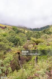 Image result for Cyathea dregei