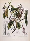 Image result for Strophanthus bequaertii
