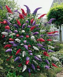 Flowers Buddleja Davidii Mix Seeds From Ukraine 1013 Etsy Plants Trees To Plant Garden Plants