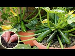 Let stand 2 hours and drain thoroughly. How To Growing Fertilizing And Harvesting Zucchini From Seeds In Pots Zucchini Plant Care Youtube