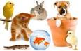 Controle daposanimaux domestiques