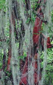 Image result for Scleria lateritica