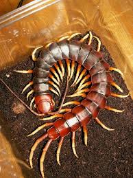 Black And Yellow Striped Centipede La Escalopendra Gigante Es La Escolopendra Mas Grande Del Mundo Es Originaria Del Amazonas Scolopendra Gigantea Tiene 30 Cm Cool Insects Centipede Arthropods