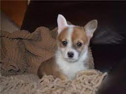 Browse adorable, healthy pups from 100+ breeds and find your new furry family member. Corgi Puppies For Sale Virginia