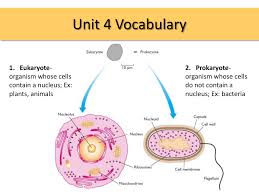 However, some living cells like mature sieve tubes of phloem and rbcs of mature mammals lack nuclei. Unit 4 Vocabulary Cells