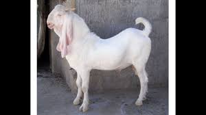 Gulabi Bakra Pure Gulabi Bakra Beautiful White Bakra Zoo Network Goats Raising Farm Animals Damascus Goat
