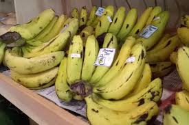 Mengenal Hama Dan Penyakit Tanaman Pisang