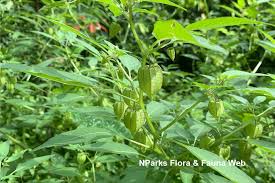 Image result for Physalis lagascae