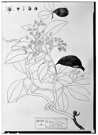 Image result for Hippocratea