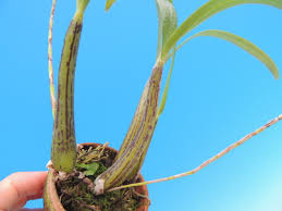 Image result for Bulbophyllum cochleatum