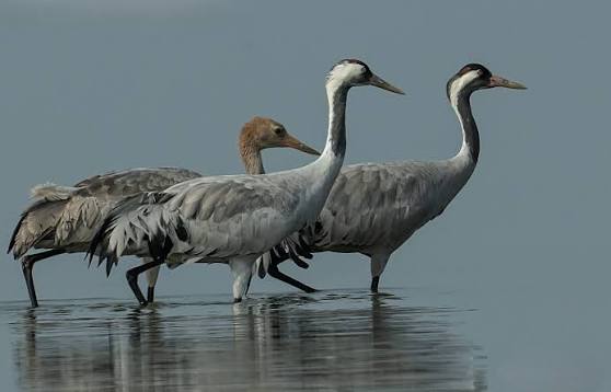 Common Crane, Noord-Holland, The Netherlands