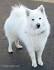 American Eskimo Dog Breed Information and Pictures