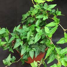 Image result for Hedera