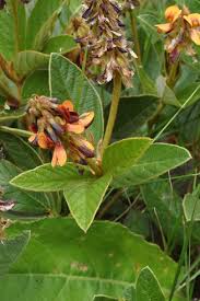 Image result for Eriosema